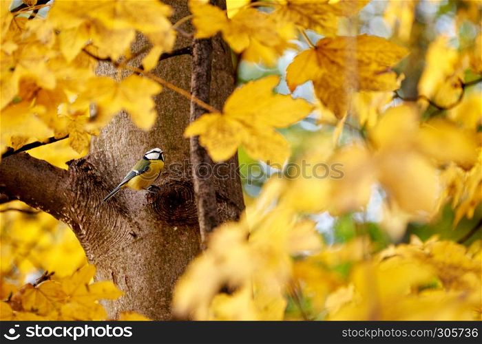 golden maple leaves in autumn