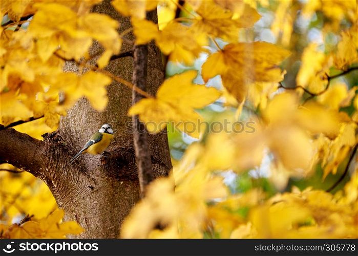 golden maple leaves in autumn