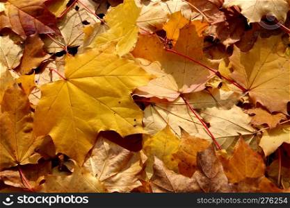 Golden maple leaves in autumn on the ground