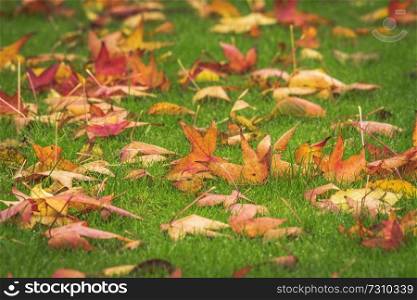 Golden maple leaves on a green lawn in the fall in warm colors