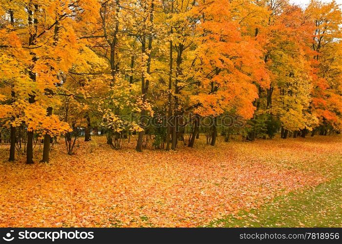 golden maple trees in the park