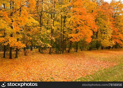 golden maple trees in the park
