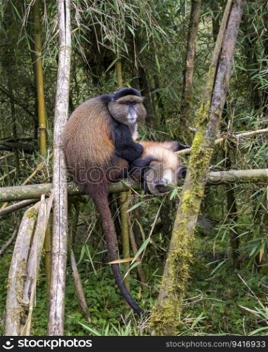 Golden Monkeys grooming in Volcanoes National Park, Rwanda