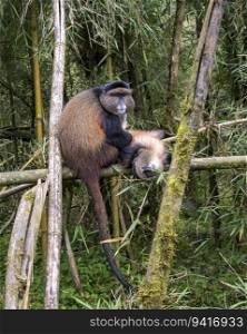 Golden Monkeys grooming in Volcanoes National Park, Rwanda