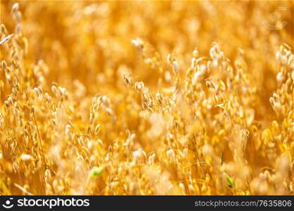 Golden oat straws on warm summer day in rural field. Cereal spike ready for harvest, agricultural background. Yellow wheat spikelets food healthy, Belarus