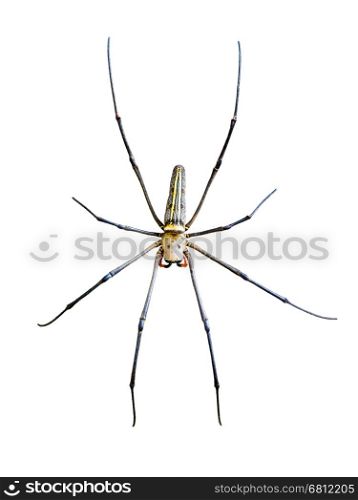 Golden Orb Spider (Nephila pilipes) isolated on white background
