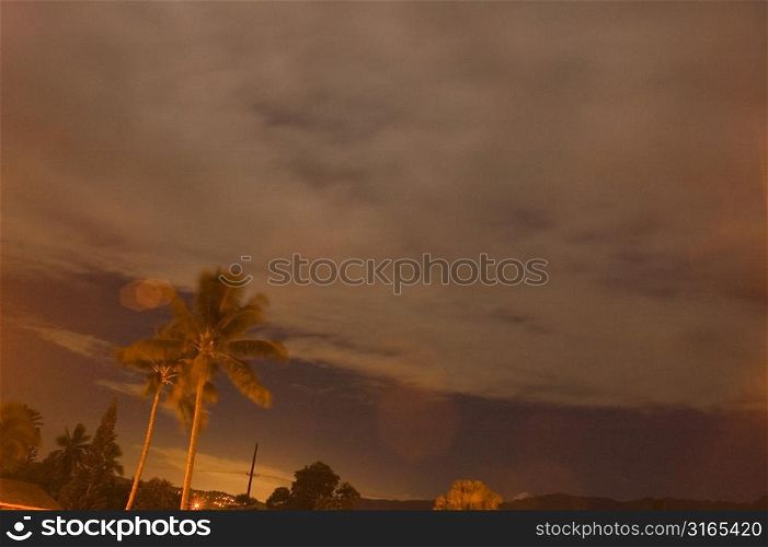 Golden Palms and Sky