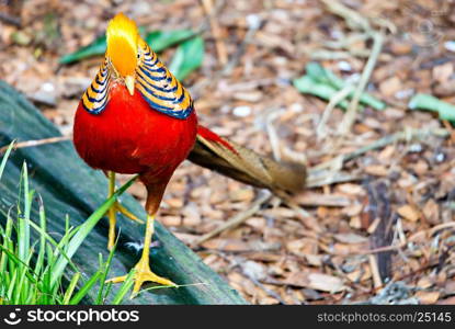 Golden pheasant Chinese pheasant Chrysolophus Pictus