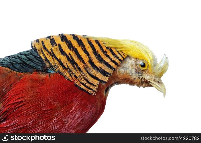 Golden Pheasant-Chrysolophus pictus Male Pheasant close-up head & feathers isolated on a white background