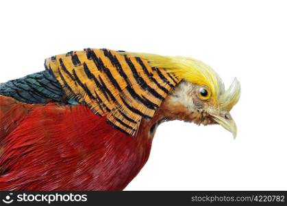 Golden Pheasant-Chrysolophus pictus Male Pheasant close-up head & feathers isolated on a white background