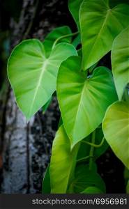 golden pothos leaf. golden pothos leaf on tree