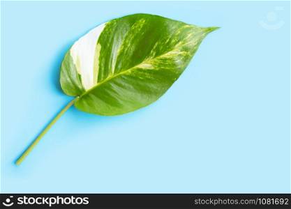 Golden pothos or devil&rsquo;s ivy leaf on blue background. Copy space