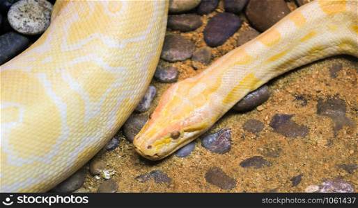 Golden python yellow snake lying on ground / Albino burmese python