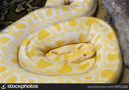 Golden python yellow snake lying on ground / Albino Burmese python