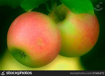 Golden Red Apples Growing On The Tree
