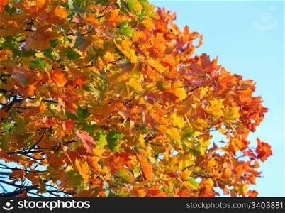 Golden-red autumn maple tree foliage