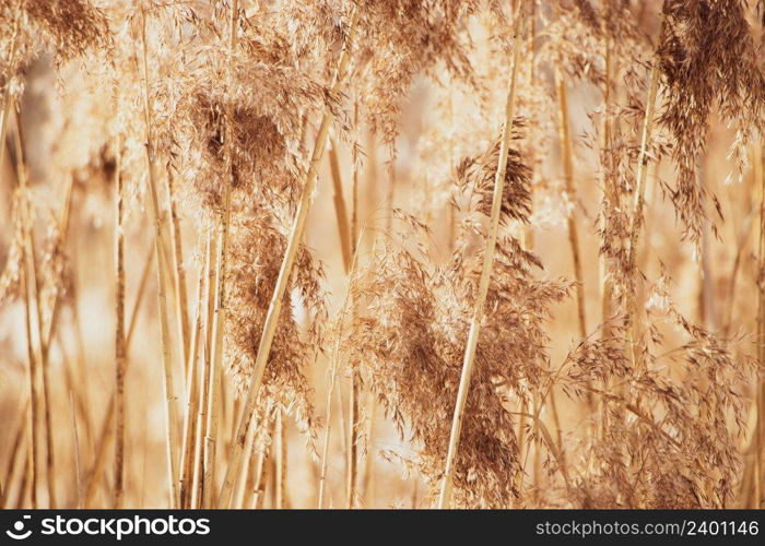 Golden reed seeds in neutral tones on a light background. P&as grass at sunset. Dry reeds close up. Trendy soft fluffy plant. Minimalistic stylish concept. Golden reed seeds in neutral tones on light background. P&as grass at sunset. Dry reeds close up. Trendy soft fluffy plant. Minimalistic stylish concept