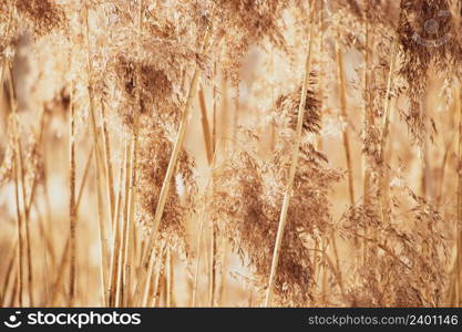 Golden reed seeds in neutral tones on a light background. P&as grass at sunset. Dry reeds close up. Trendy soft fluffy plant. Minimalistic stylish concept. Golden reed seeds in neutral tones on light background. P&as grass at sunset. Dry reeds close up. Trendy soft fluffy plant. Minimalistic stylish concept