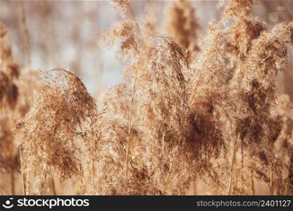 Golden reed seeds in neutral tones on a light background. Pampas grass at sunset. Dry reeds close up. Trendy soft fluffy plant. Minimalistic stylish concept. Golden reed seeds in neutral tones on light background. Pampas grass at sunset. Dry reeds close up. Trendy soft fluffy plant. Minimalistic stylish concept