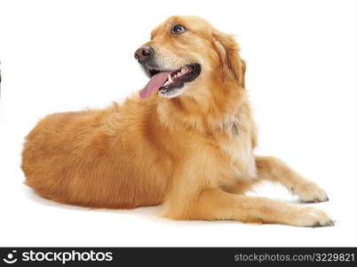 Golden Retriever