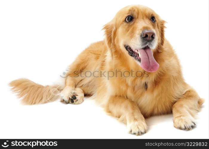 Golden Retriever