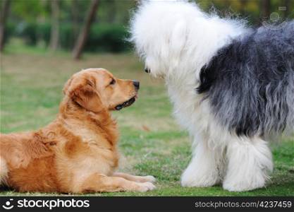 Golden retriever and Old English Sheepdog staring at each other with curiosity