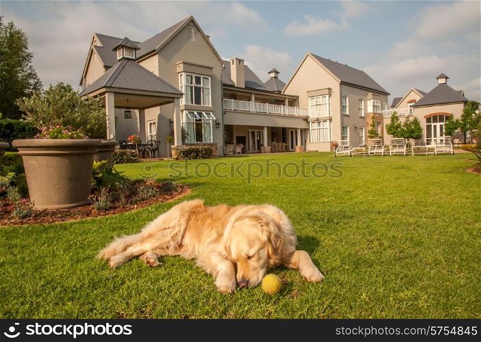 Golden Retriever at Home, lying relaxed in the beautiful big garden of the big mansion house where she lives.
