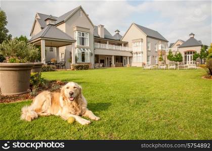 Golden Retriever at Home, lying relaxed in the beautiful big garden of the big mansion house where she lives.