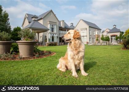 Golden Retriever at Home, sitting in the beautiful big garden of the big mansion house where she lives.