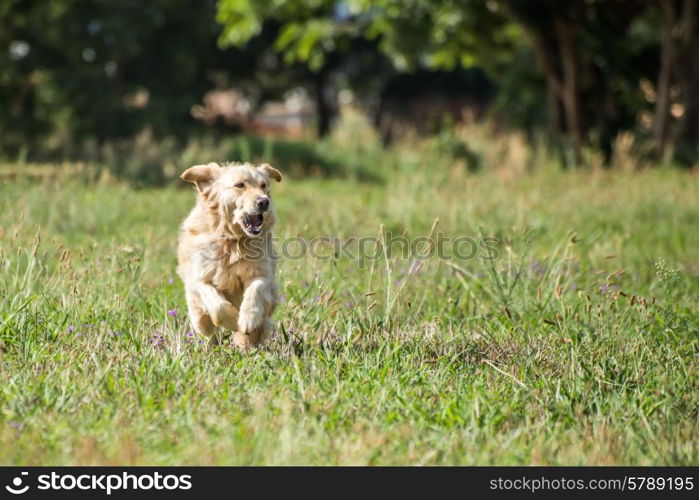 Golden Retriever at running through the fields at full speed, and enjoying herself.