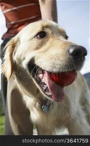 golden retriever (close-up) holding ball in mouth, with man (mid section), outdoors