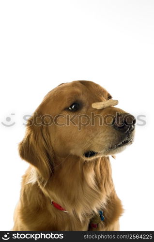 Golden Retriever dog balancing treat on nose.