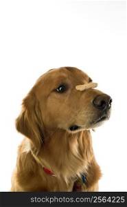 Golden Retriever dog balancing treat on nose.