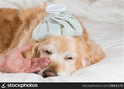 Golden Retriever Dog cold convalescing in bed