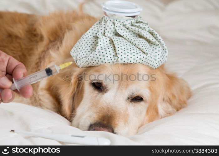 Golden Retriever Dog cold convalescing in bed