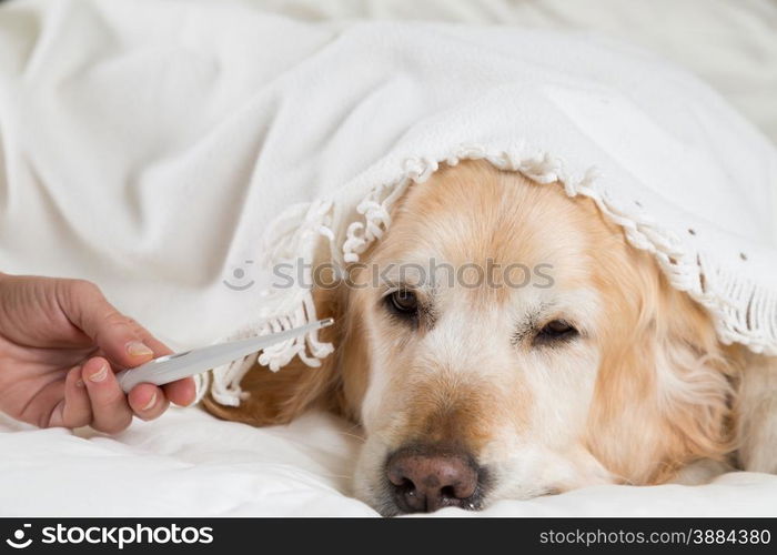 Golden Retriever Dog cold convalescing in bed