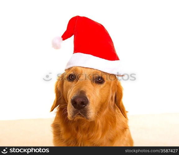 Golden retriever dog dressed with chirstmas santa red hat portrait