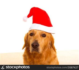 Golden retriever dog dressed with chirstmas santa red hat portrait