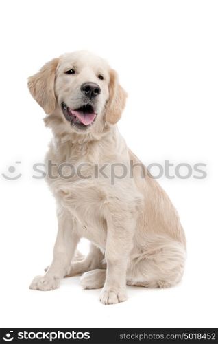 Golden retriever dog. Golden retriever dog in front of a white background