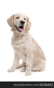 Golden retriever dog. Golden retriever dog in front of a white background