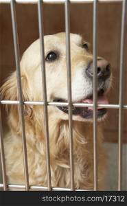 Golden Retriever Dog In Cage At Veterinary Surgery