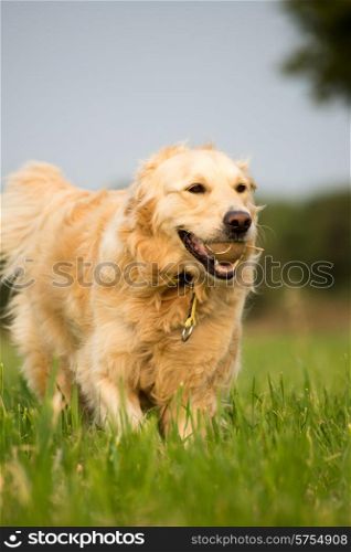 Golden Retriever dog in the green grass of the fields running with a tennis ball in her mouth.