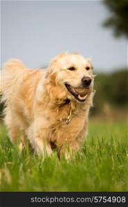 Golden Retriever dog in the green grass of the fields running with a tennis ball in her mouth.