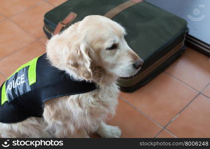 Golden Retriever dog next to a suitcase with drugs