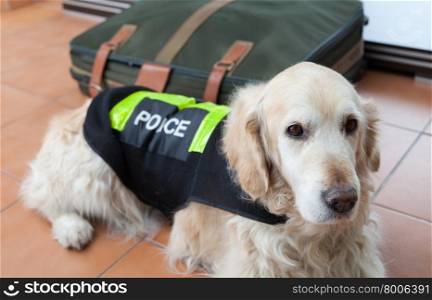 Golden Retriever dog next to a suitcase with drugs