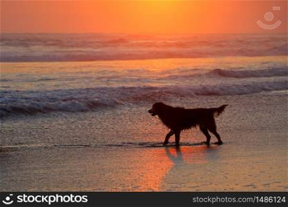 Golden retriever dog playing on a scenic sandy beach at sunset