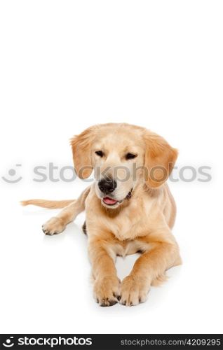 Golden retriever dog puppy isolated on white background