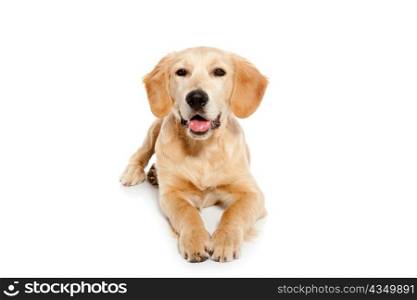 Golden retriever dog puppy isolated on white background