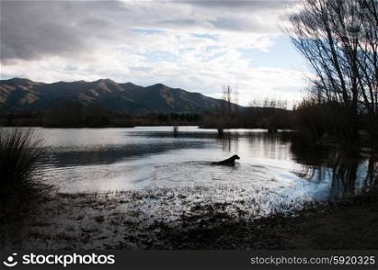 Golden retriever dog silhouetted in water against the mountains