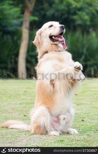 Golden retriever dog sitting on hind legs